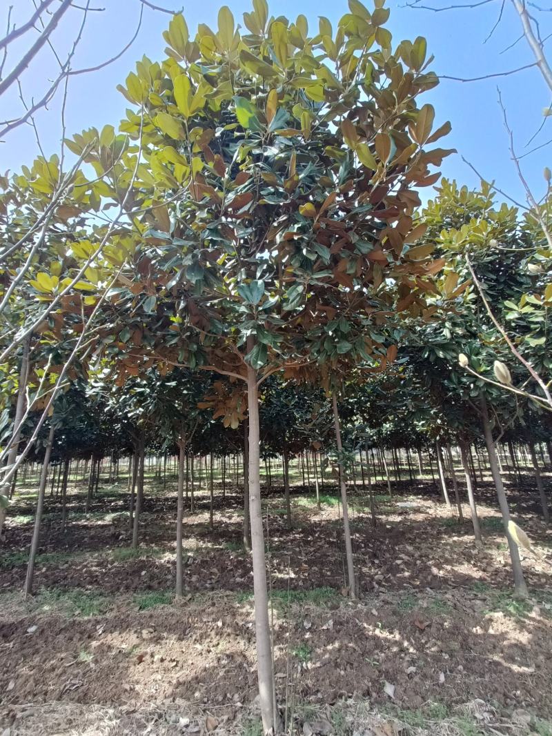 河南基地大量供应精品广玉兰3---30公分