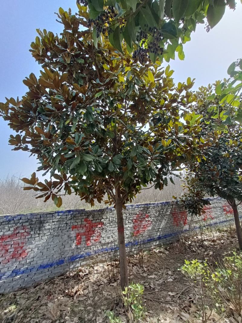 河南基地大量供应精品广玉兰3---30公分