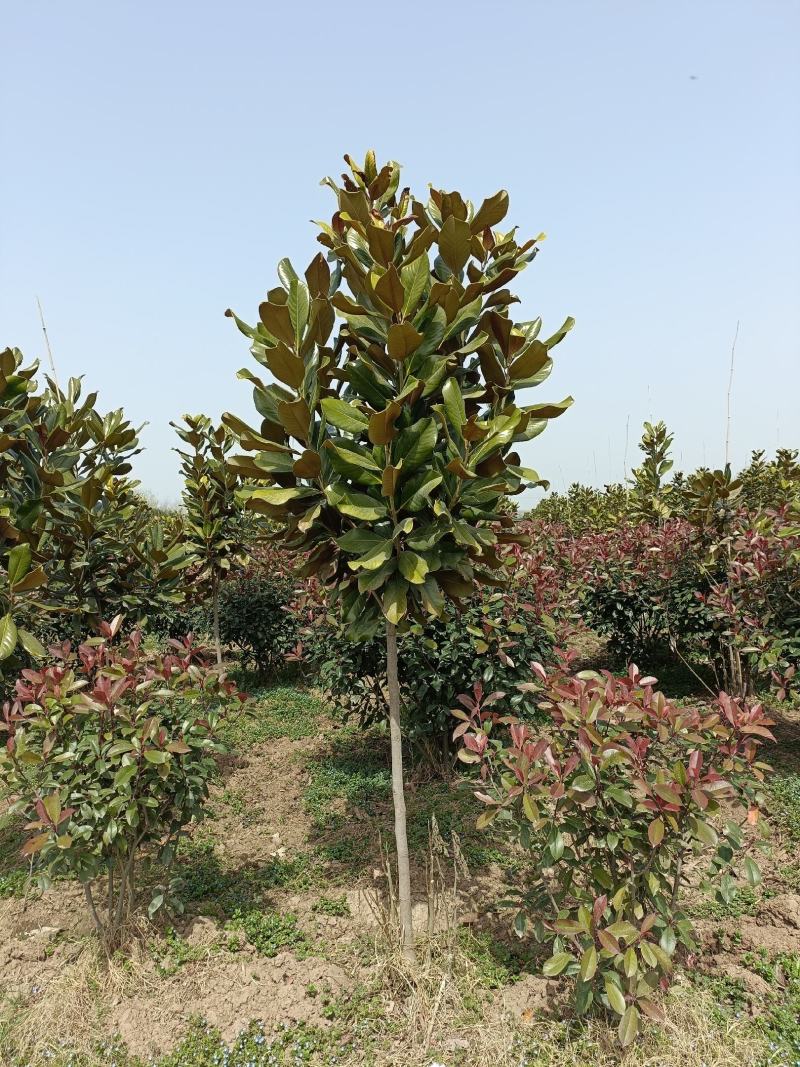河南基地大量供应精品广玉兰3---30公分