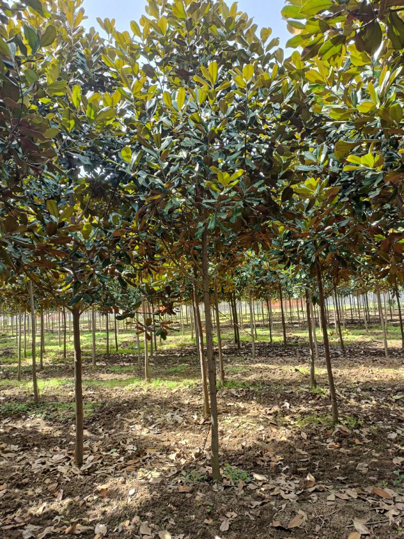 河南基地大量供应精品广玉兰3---30公分