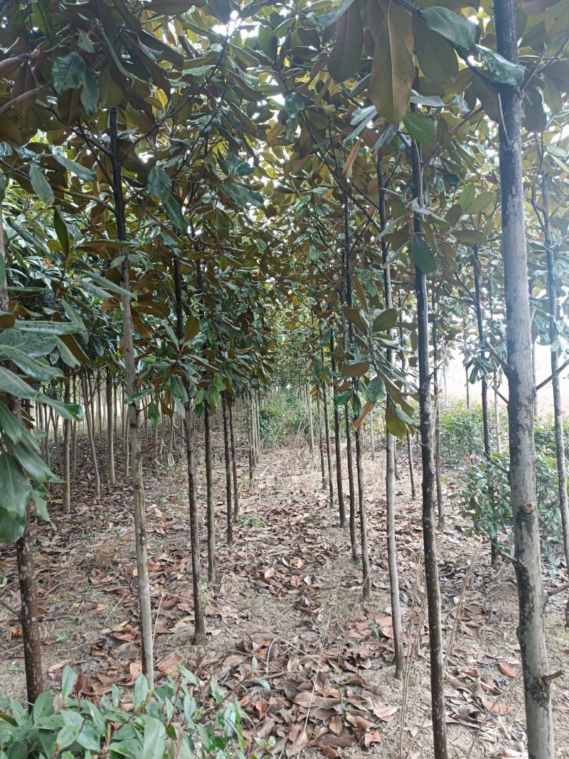 河南基地大量供应精品广玉兰3---30公分