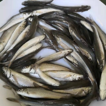 银鳕鱼苗广东渔场直售提供技术指导欢迎联系