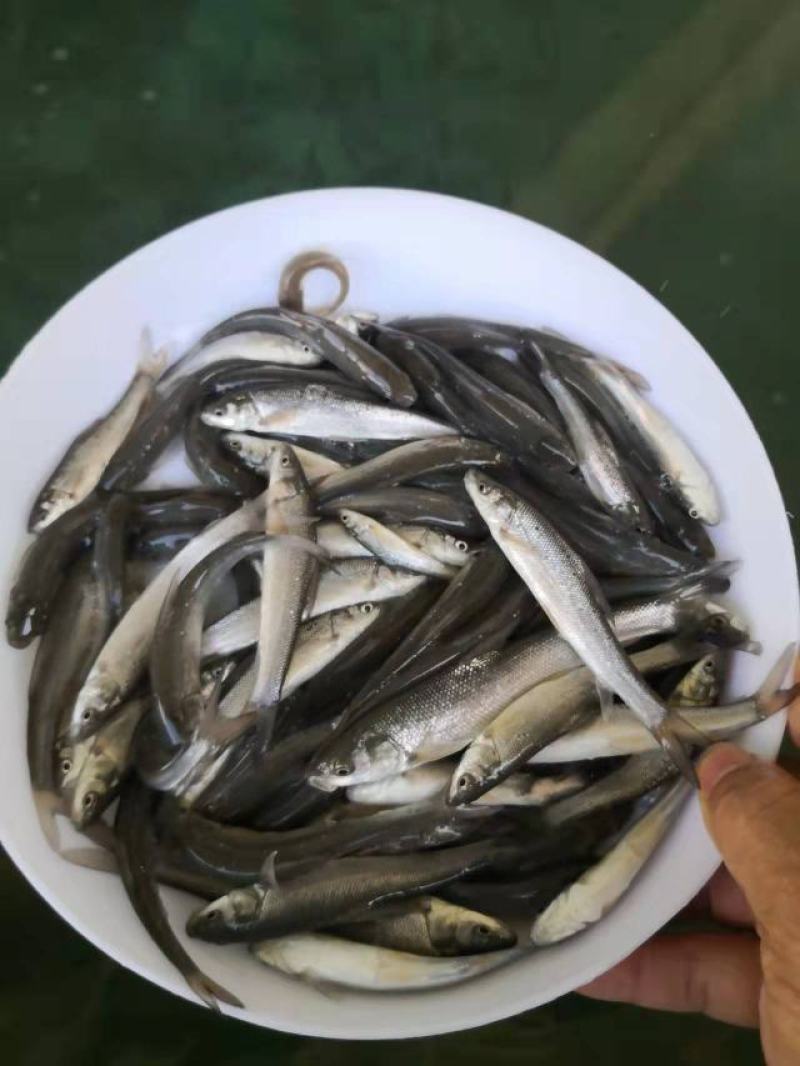 银鳕鱼苗广东渔场直售提供技术指导欢迎联系