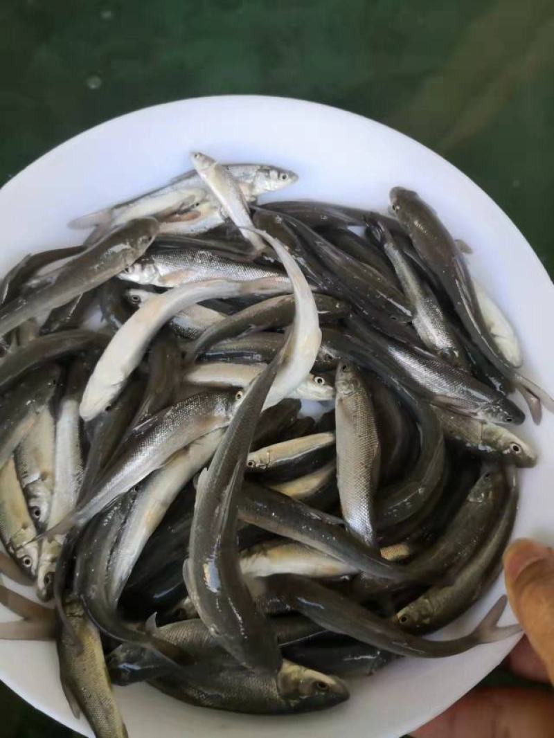 银鳕鱼苗广东渔场直售提供技术指导欢迎联系