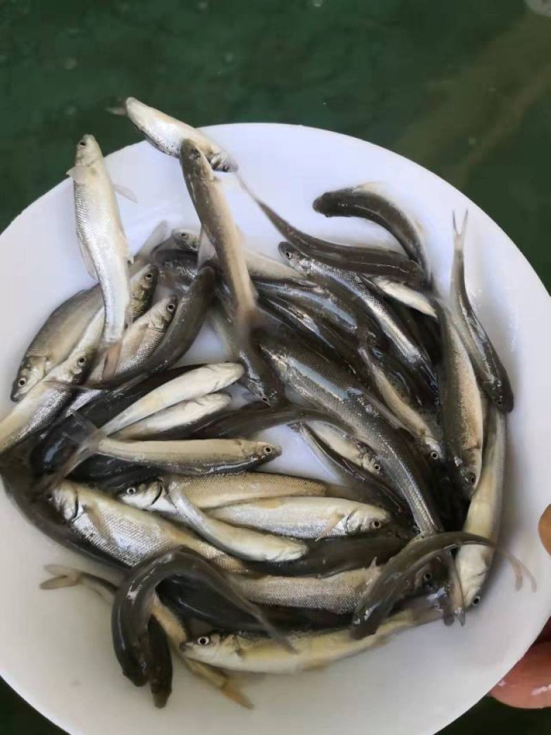 银鳕鱼苗广东渔场直售提供技术指导欢迎联系