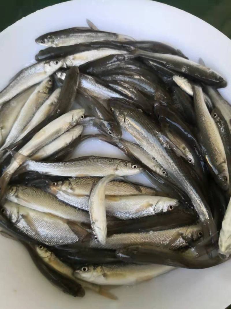 银鳕鱼苗广东渔场直售提供技术指导欢迎联系