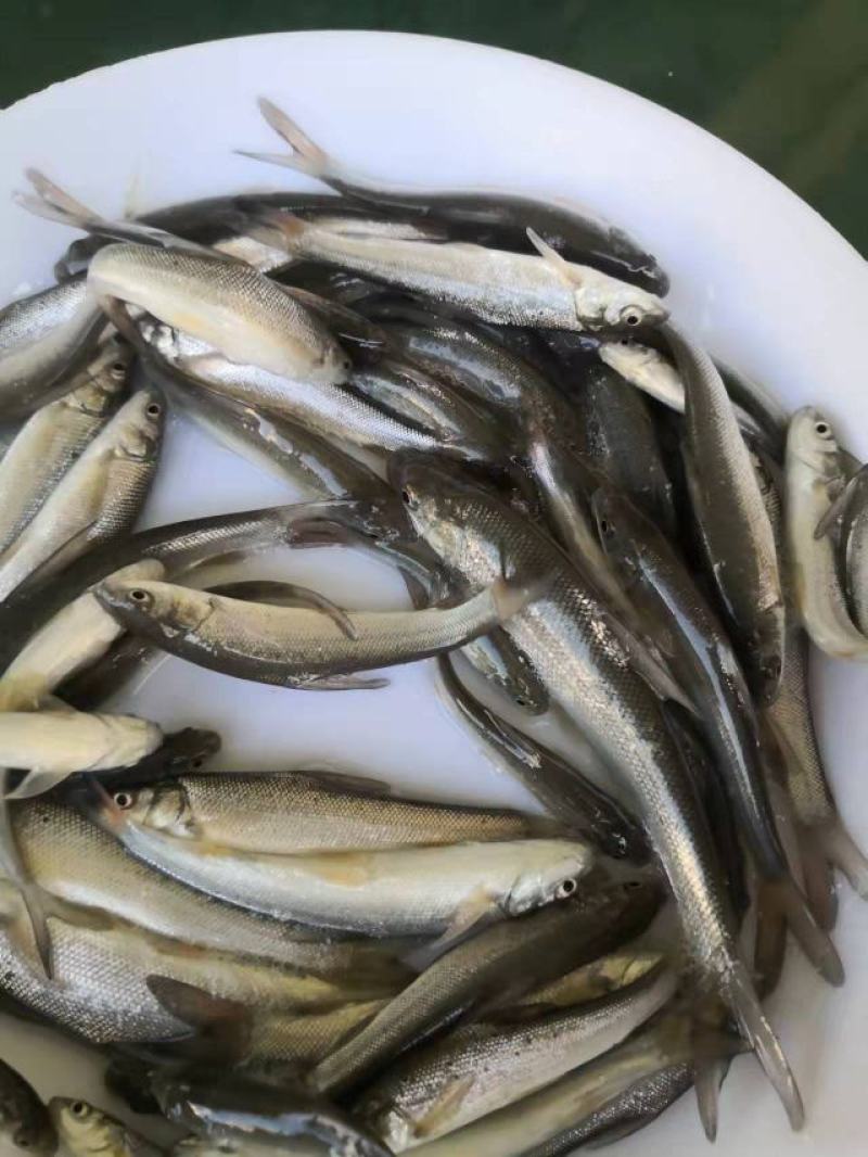 银鳕鱼苗广东渔场直售提供技术指导欢迎联系