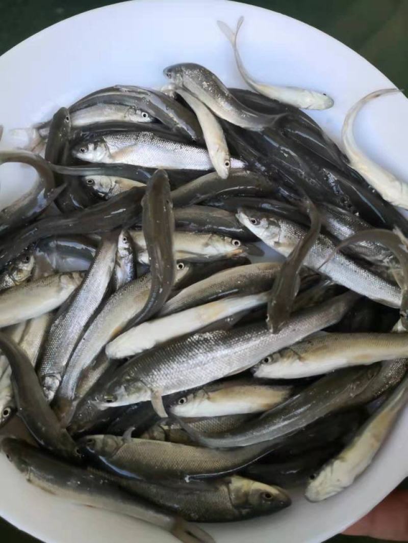 银鳕鱼苗广东渔场直售提供技术指导欢迎联系