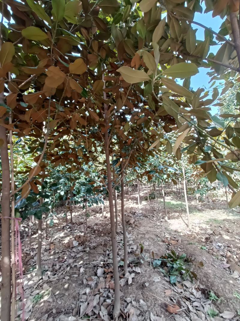 河南基地大量供应精品广玉兰3---30公分