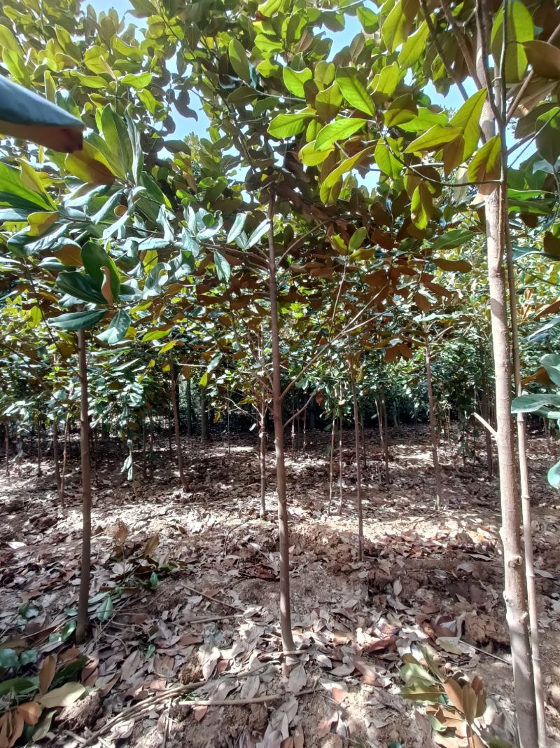 河南基地大量供应精品广玉兰3---30公分