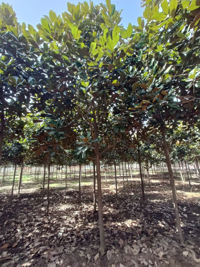 河南基地大量供应精品广玉兰3---30公分