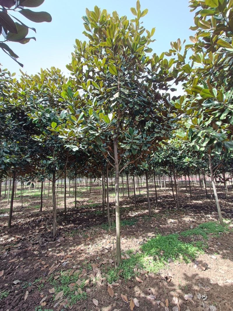 河南基地大量供应精品广玉兰3---30公分