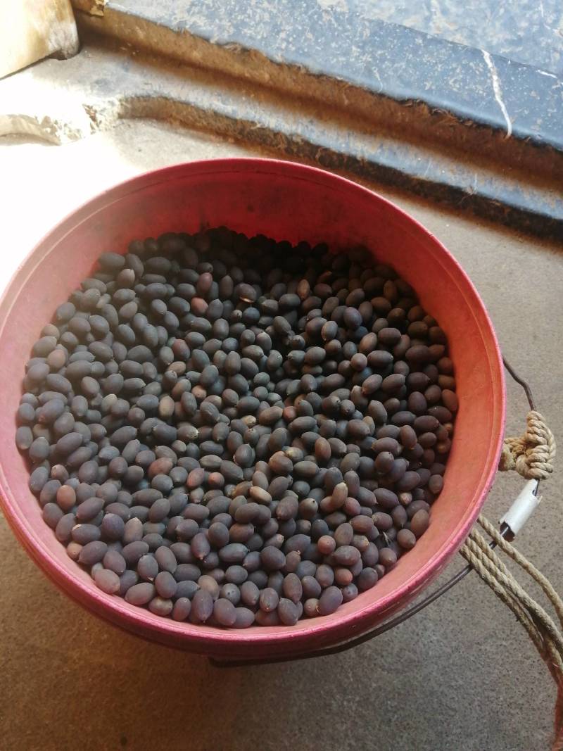 碗莲莲子，碗莲子，母本花色如图，混种欢迎订购。