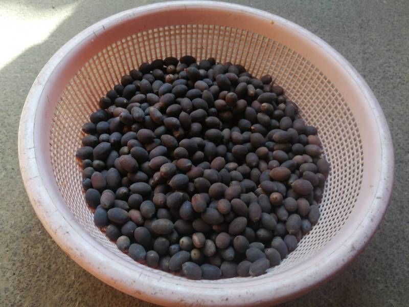 碗莲莲子，碗莲子，母本花色如图，混种欢迎订购。