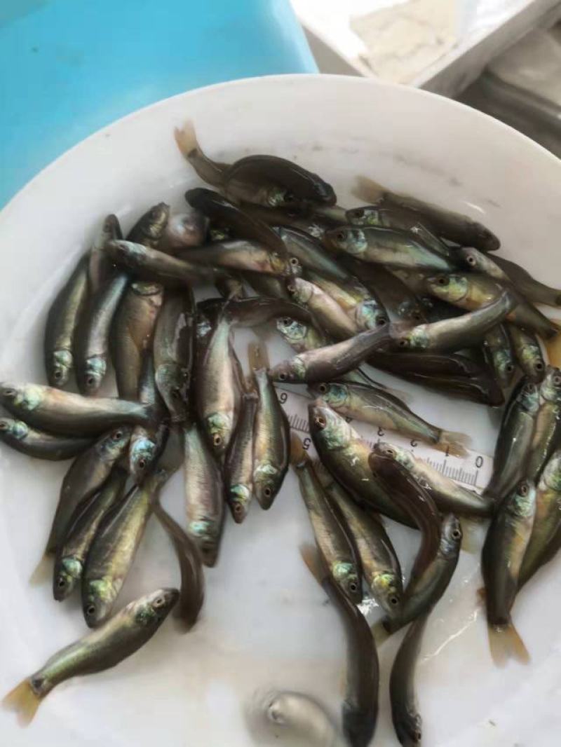 丁桂鱼苗渔场直销品质保证量大价优诚信经营