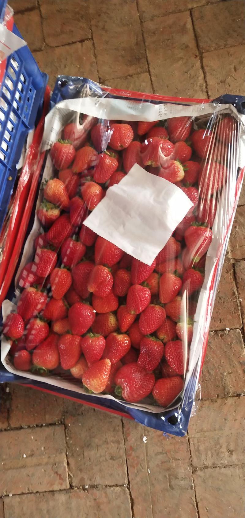 奶油草莓文集天仙醉草莓即将上市颗粒饱满圆润口感香甜