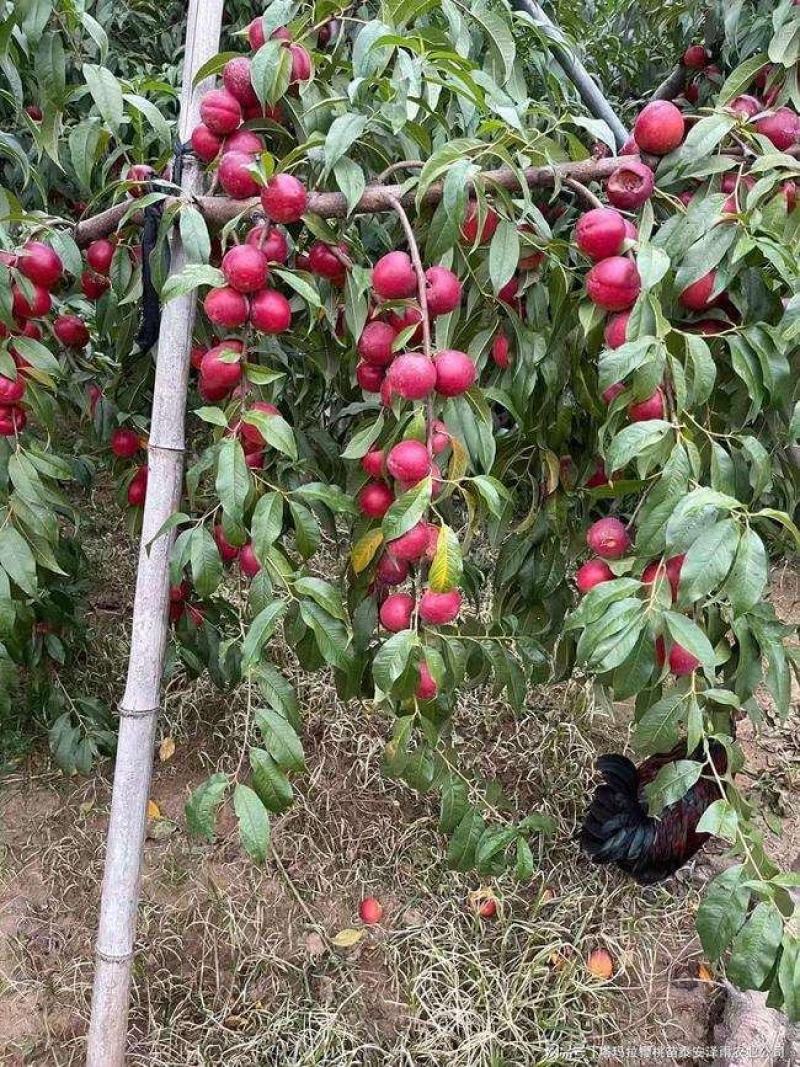 珍珠油桃苗，枣味油桃，糖度高，易管理，苗圃直发