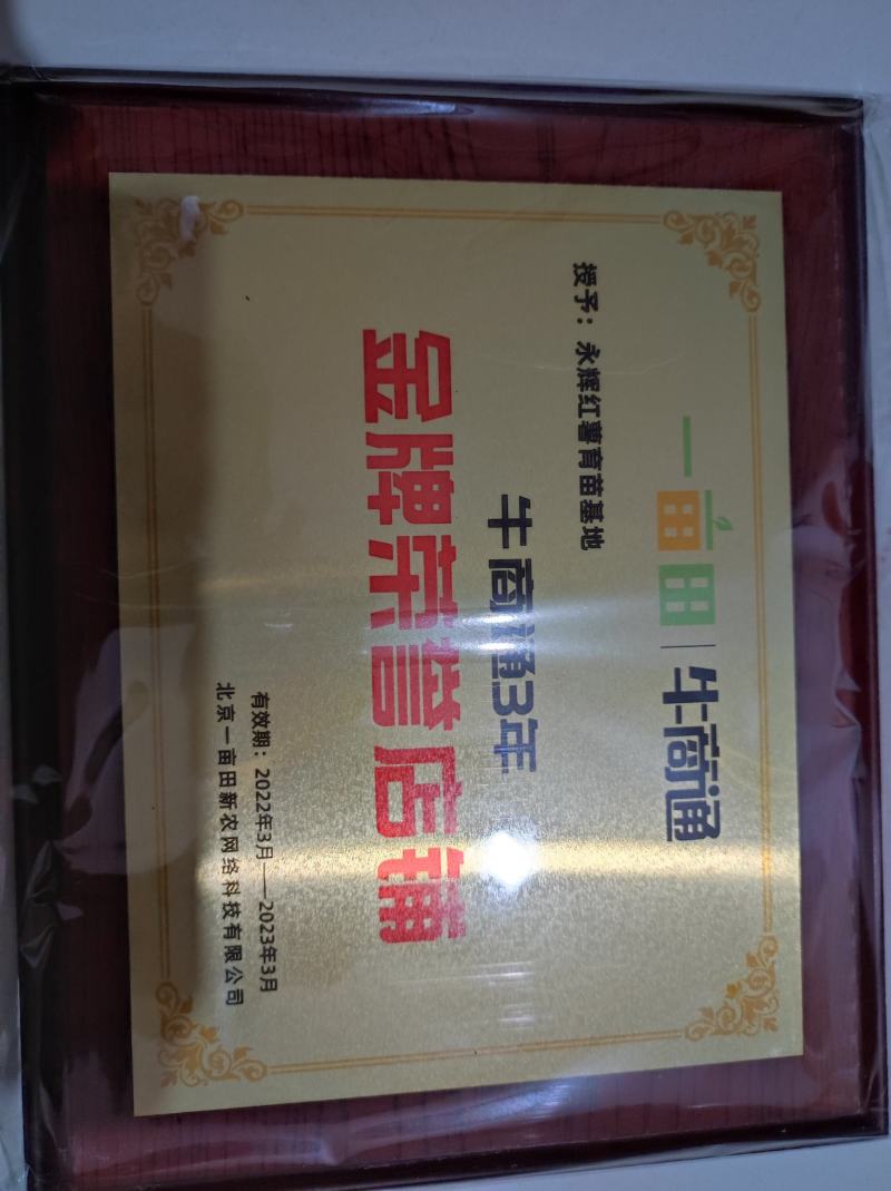 纯种高代，本基地全部都是大脱毒公司的扦插苗培育种薯红薯苗。