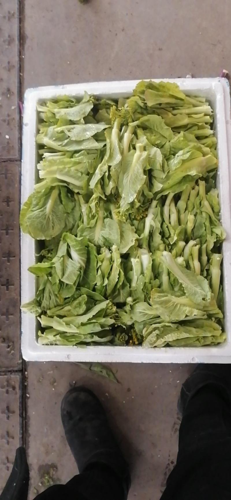 白菜苔