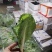 白菜苔
