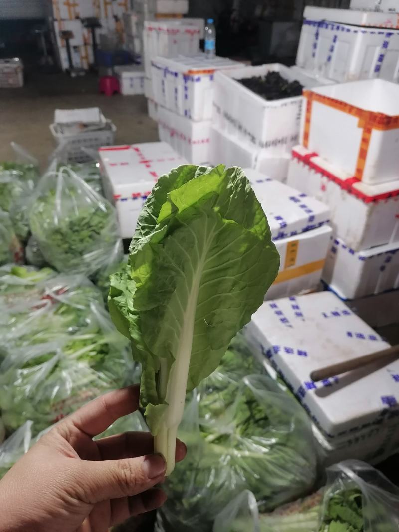 白菜苔