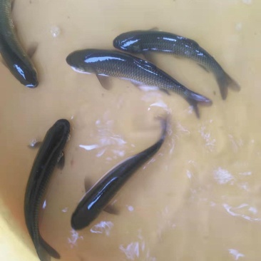 广东草鱼苗精品草鱼苗成活率高提供技术指导