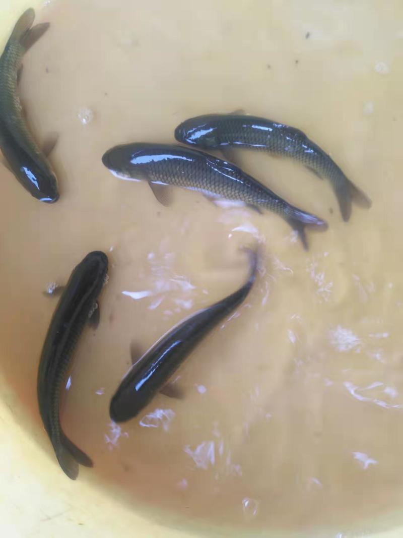 广东草鱼苗精品草鱼苗成活率高提供技术指导