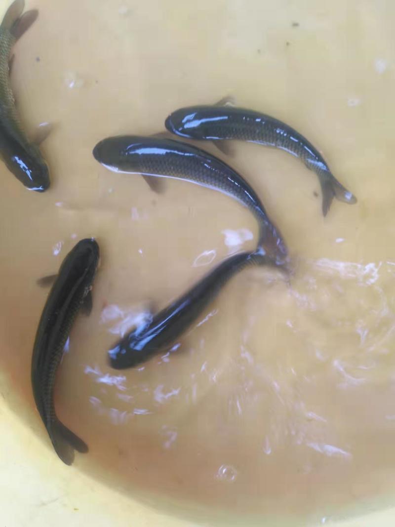 广东草鱼苗精品草鱼苗成活率高提供技术指导
