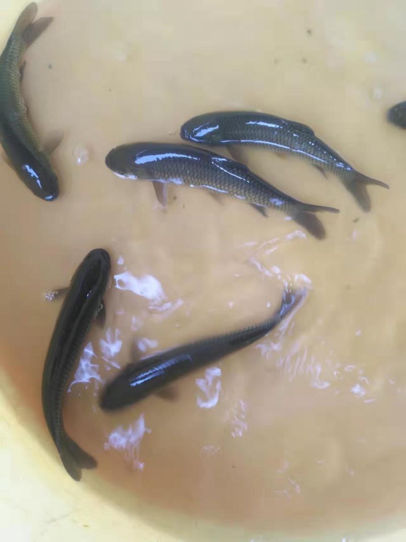 广东草鱼苗精品草鱼苗成活率高提供技术指导