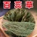 百蕊草,一手货源,新货药味足,道地药材产地直供,一公斤起