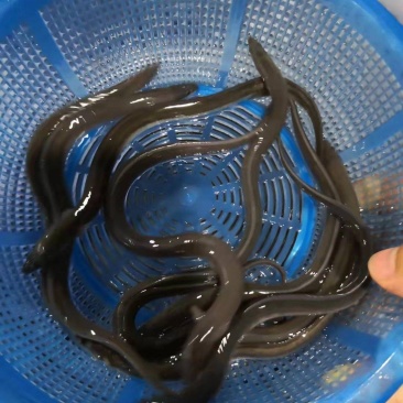 鳗鱼苗精品鱼苗可视频看货欢迎联系采购