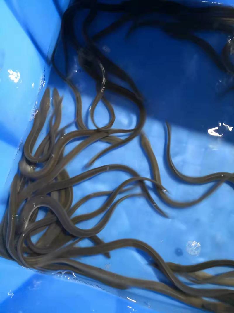鳗鱼苗精品鱼苗可视频看货欢迎联系采购