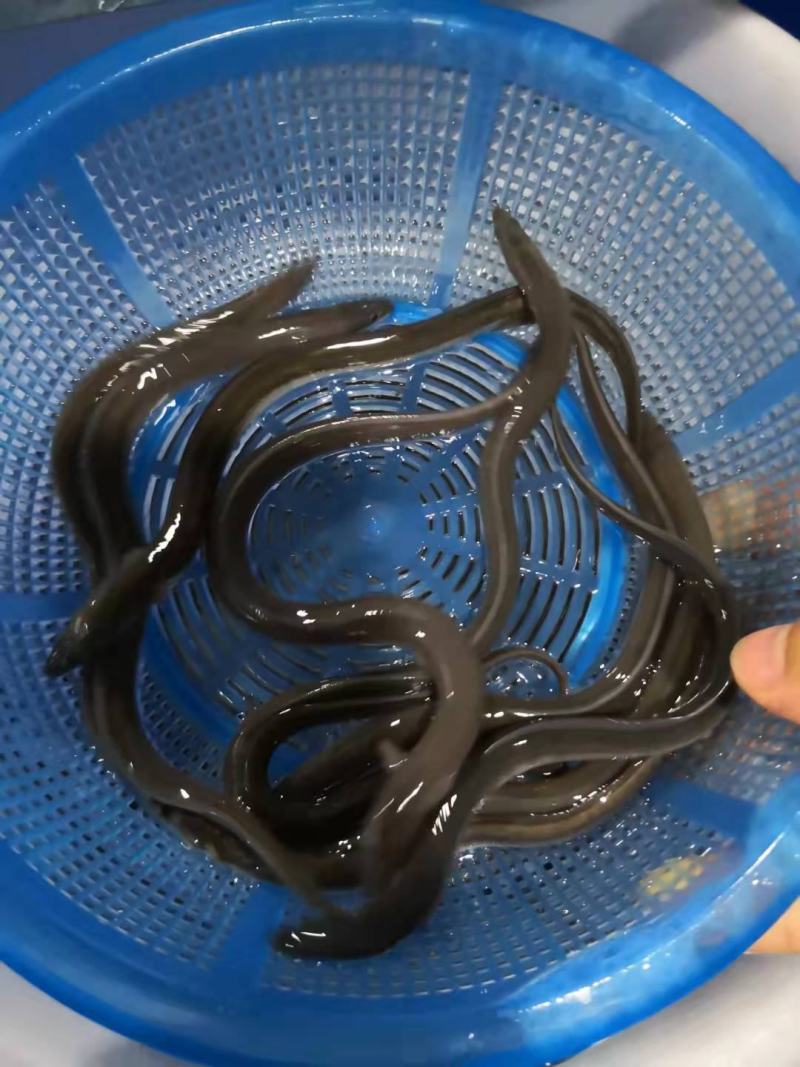 鳗鱼苗精品鱼苗可视频看货欢迎联系采购