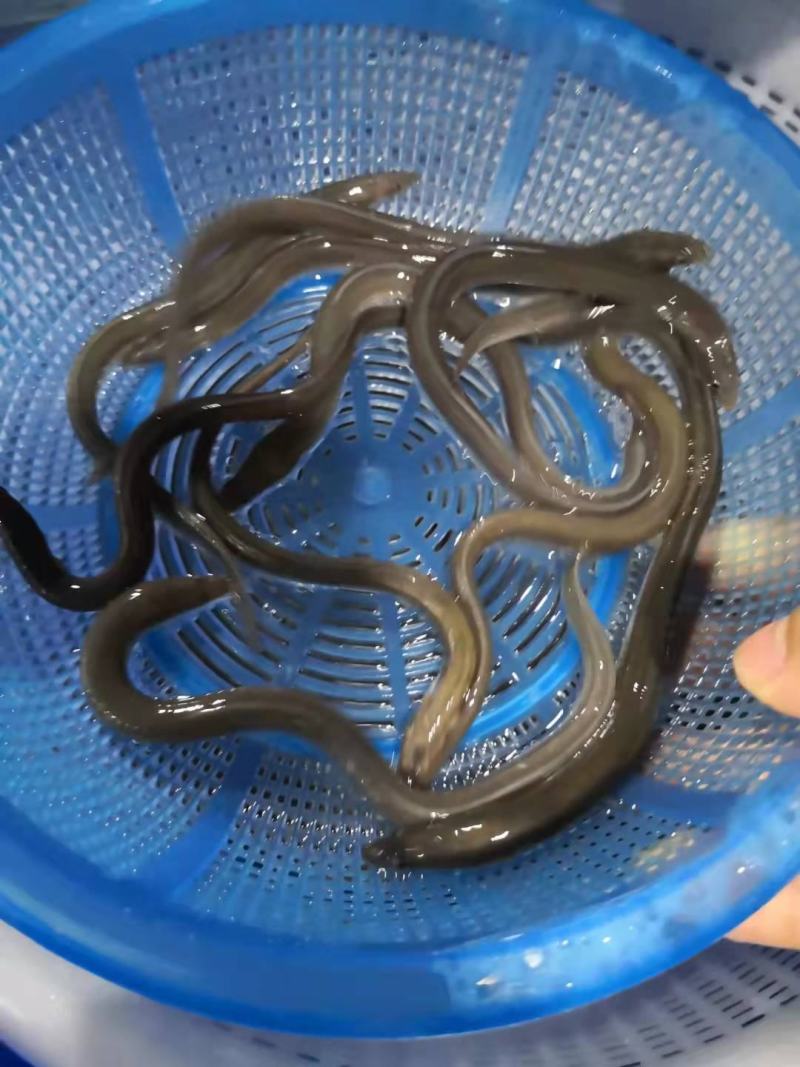 鳗鱼苗精品鱼苗可视频看货欢迎联系采购