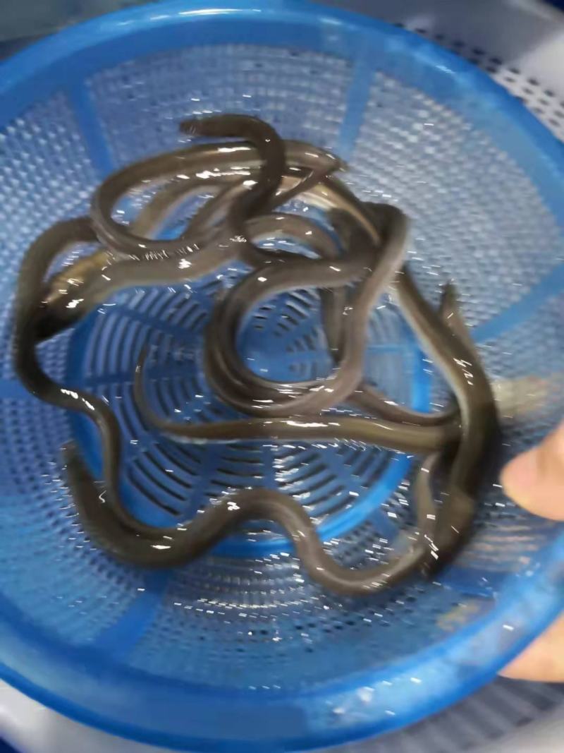 鳗鱼苗精品鱼苗可视频看货欢迎联系采购