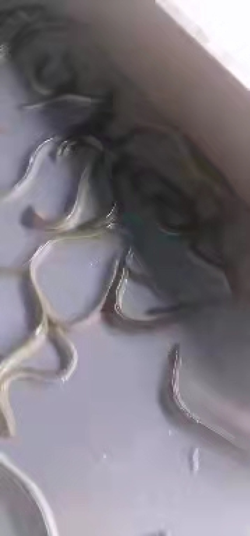鳗鱼苗精品鱼苗可视频看货欢迎联系采购