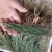 百蕊草,一手货源,新货药味足,道地药材产地直供,一公斤起