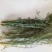 百蕊草,一手货源,新货药味足,道地药材产地直供,一公斤起