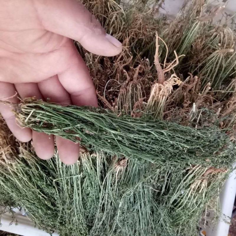 百蕊草，一手货源，新货药味足，道地药材产地直供，一公斤起