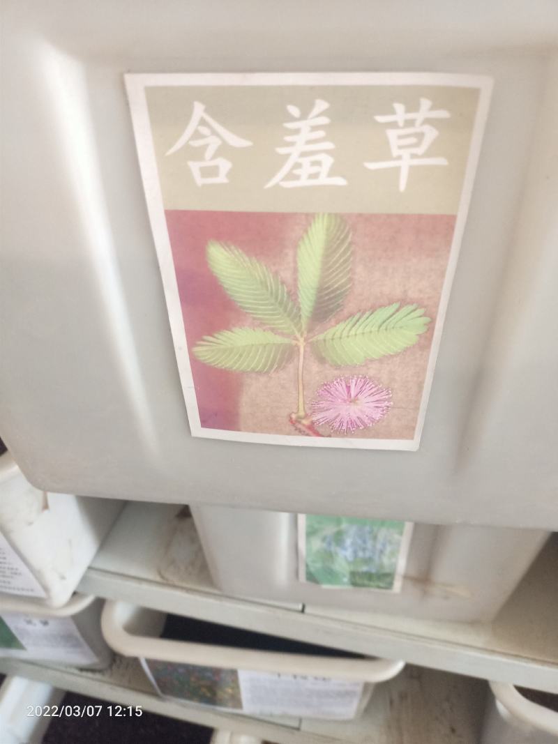 彩叶含羞草种子四季易种花卉盆栽植物种子阳台庭院种植含羞草