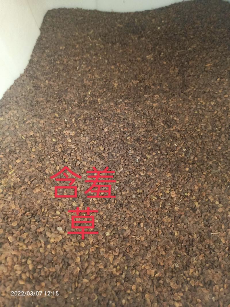 彩叶含羞草种子四季易种花卉盆栽植物种子阳台庭院种植含羞草