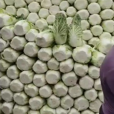 黄心大白菜，菊锦暖棚黄心大白菜基地直供，可供应全国各地