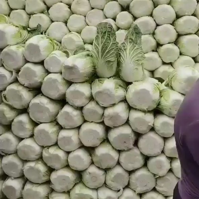 黄心大白菜，菊锦暖棚黄心大白菜基地直供，可供应全国各地