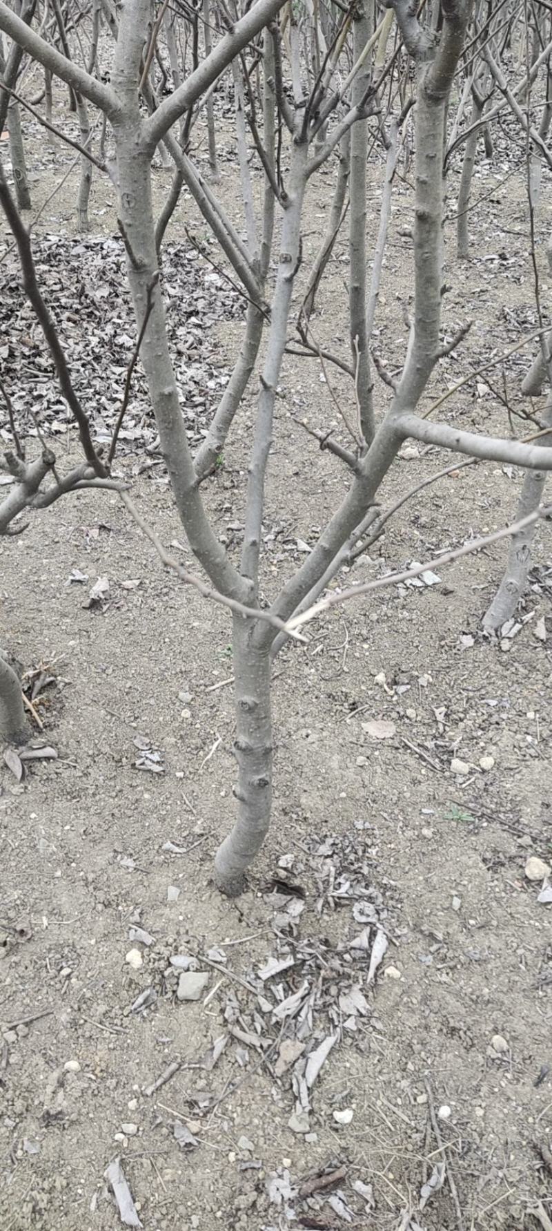 梨树，