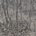 梨树，