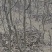 黄花梨树，适合北方种植