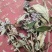 密蒙花新货密萌花野生密萌花干货太阳凉嗮干货