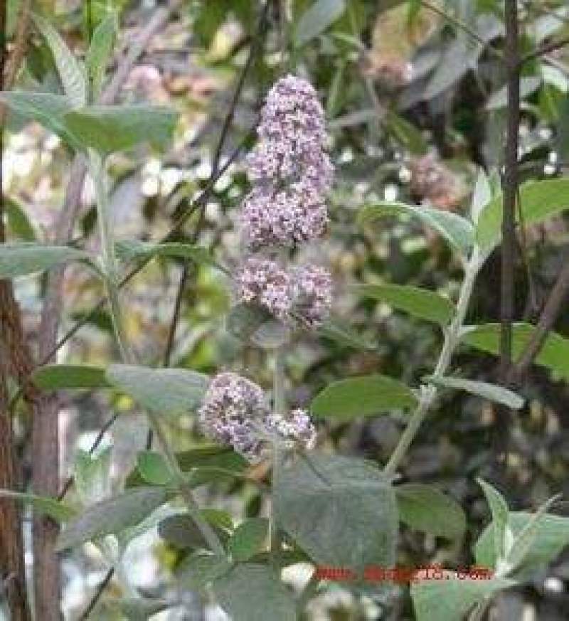 密蒙花新货密萌花野生密萌花干货太阳凉嗮干货