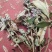 密蒙花新货密萌花野生密萌花干货太阳凉嗮干货