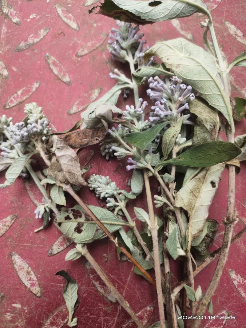 密蒙花新货密萌花野生密萌花干货太阳凉嗮干货